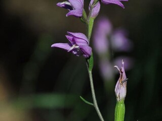 Casa per le vacanze Saint-Jean-le-Centenier Registrazione all'aperto 3