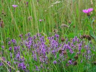 Maison de vacances Mosset  38