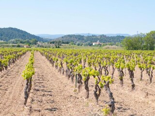 Maison de vacances Montbrun-des-Corbières Environnement 28