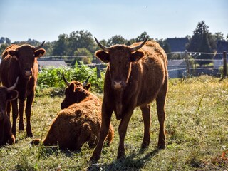 Maison de vacances Calvinet Environnement 21