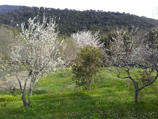 Ferienhaus Taglio-Isolaccio Außenaufnahme 1