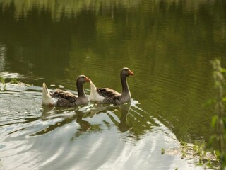 Vakantiehuis Grives Omgeving 36