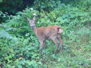 Vakantiehuis Saint-Martial-de-Nabirat Omgeving 29