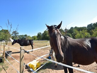 Casa per le vacanze Montferrand-du-Périgord Registrazione all'aperto 7
