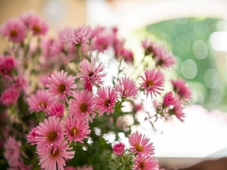 Ferienhaus Villefranche-du-Périgord  39