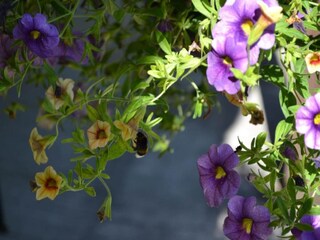 Casa per le vacanze Villefranche-du-Périgord Ambiente 29