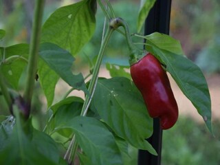 Holiday house Bouzic Environment 25