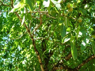 Holiday house Bouzic Environment 32