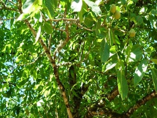 Maison de vacances Bouzic Environnement 24