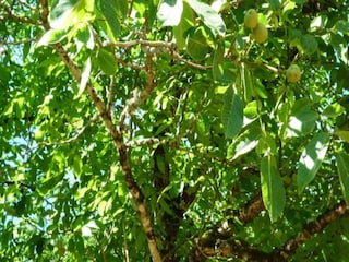 Ferienhaus Villefranche-du-Périgord Umgebung 33