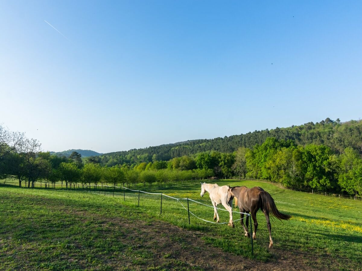 Ferienhaus Mazeyrolles Außenaufnahme 13