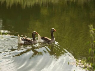 Maison de vacances Mazeyrolles Environnement 36