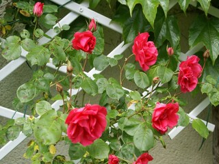 Holiday house Die  38