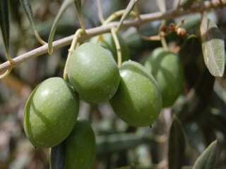 Apartment Montbrun-les-Bains  32