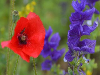 Appartement Montbrun-les-Bains  39