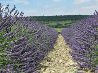 Villa Saint-Laurent-de-Carnols Umgebung 39