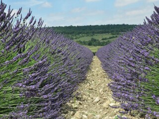 Villa Saint-Laurent-de-Carnols Environnement 33