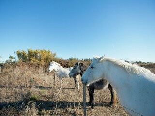 Villa Aigues Mortes Omgeving 32