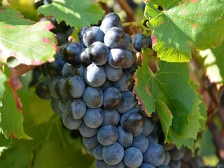 Villa Saint-Victor-de-Malcap Ambiente 33