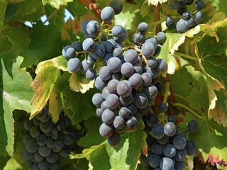 Villa Molières-sur-Cèze Entorno 34