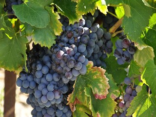 Villa Cazaubon Umgebung 25