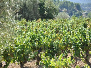 Villa Cazaubon Omgeving 28