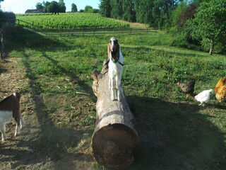 Ferienhaus Fargues  60