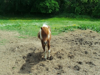 Ferienhaus Fargues  62