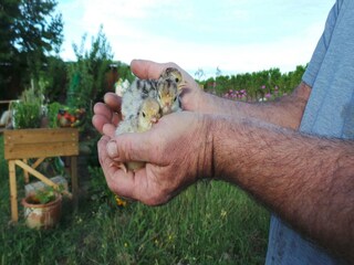 Casa per le vacanze Fargues Registrazione all'aperto 8