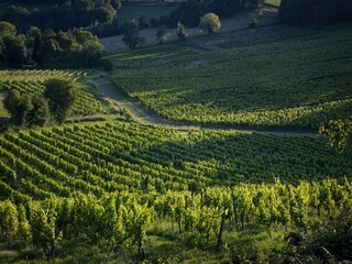 Maison de vacances Fargues Enregistrement extérieur 20