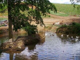 Maison de vacances Fargues  60