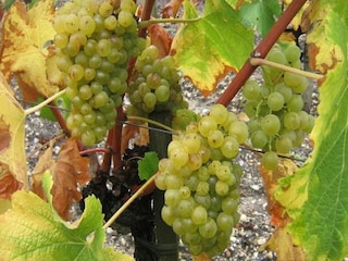 Villa Saint-Vincent-d'Olargues Environment 32