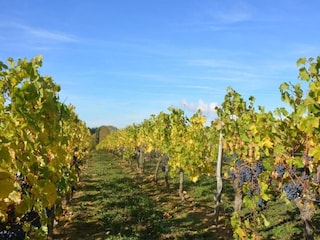 Ferienhaus Avoine Umgebung 37