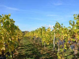 Maison de vacances Avoine Environnement 37