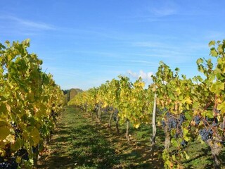 Holiday house Avoine Environment 40