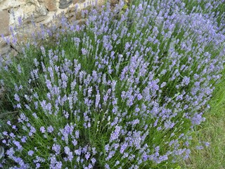Maison de vacances Lavaudieu  40