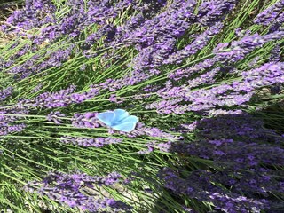 Villa Boissières  37