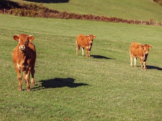 Ferienhaus Dégagnac Umgebung 35