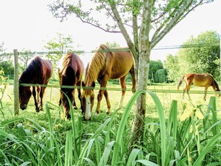 Maison de vacances Saint-Pierre-sur-Dropt Environnement 29