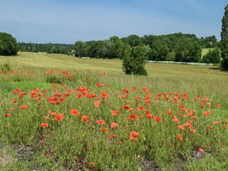 Vakantiehuisje Montaut (Lot-et-Garonne) Omgeving 28