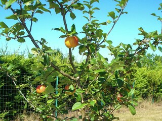 Villa Le Temple-sur-Lot  38