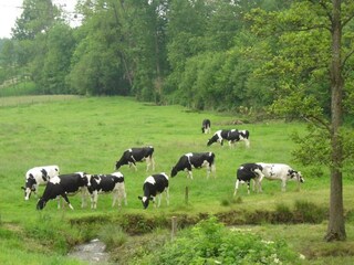 Ferienhaus La Chapelle-Urée Umgebung 32