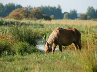 Vakantiehuis Pénestin Omgeving 31