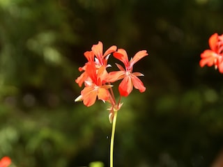 Casa per le vacanze Trulben  38