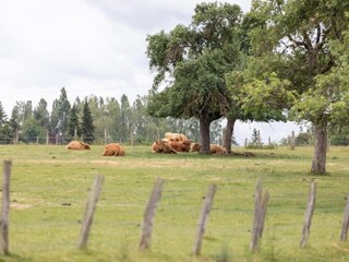 Vakantiehuis Hommert Omgeving 23