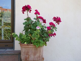 Ferienhaus Vic-sur-Seille  38
