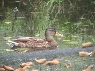 Chalet Hommert Omgeving 36