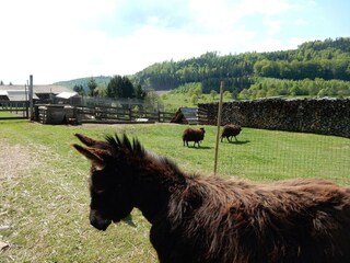 Casa per le vacanze Abreschviller  40