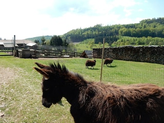 Holiday house Abreschviller  39