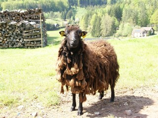 Casa per le vacanze Abreschviller  39